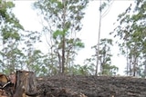 Koala trees logged Coffs Coast