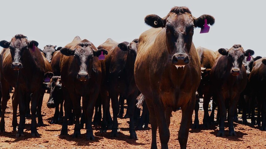 A mob of wagyu cattle standing in the daylight.