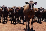 A mob of wagyu cattle standing in the daylight.