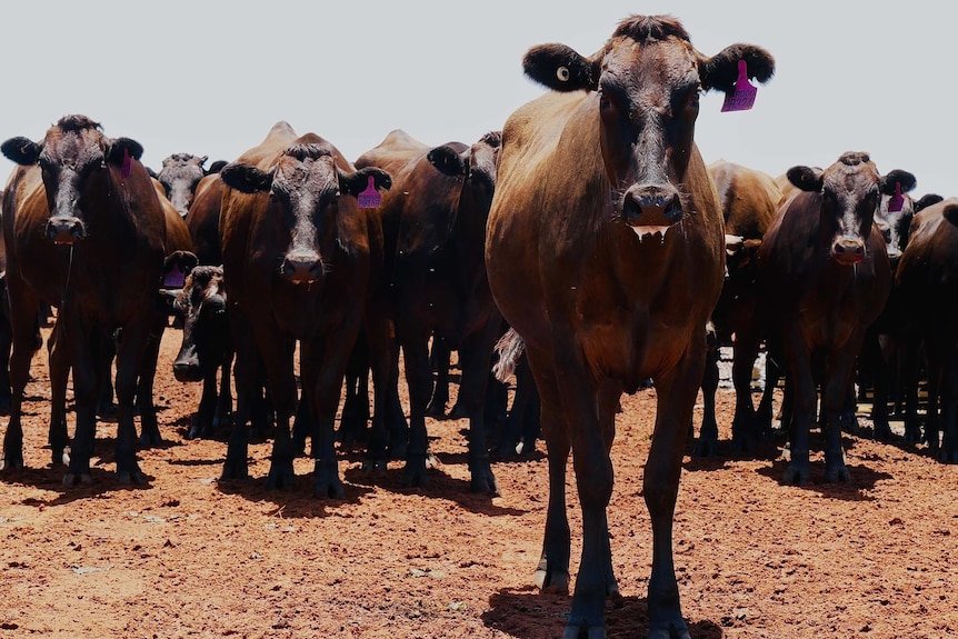 A mob of wagyu cattle standing in the daylight.