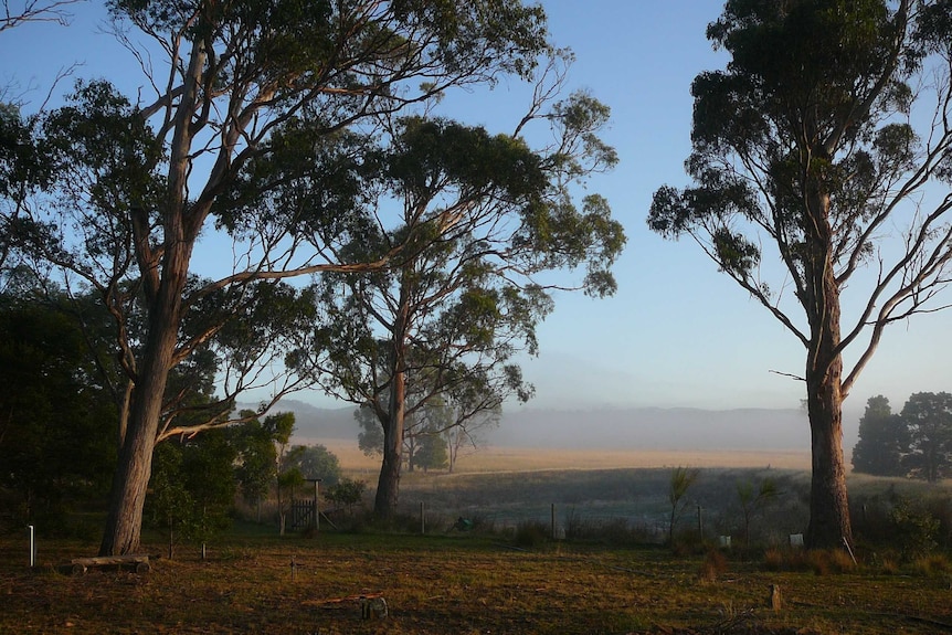 Trees on Wind Song property