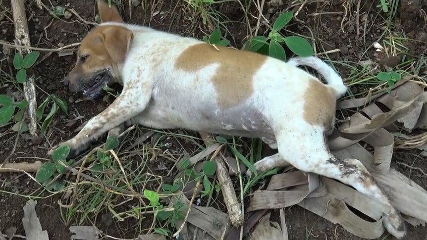 A dog lays dying after eating a laced piece of fish.