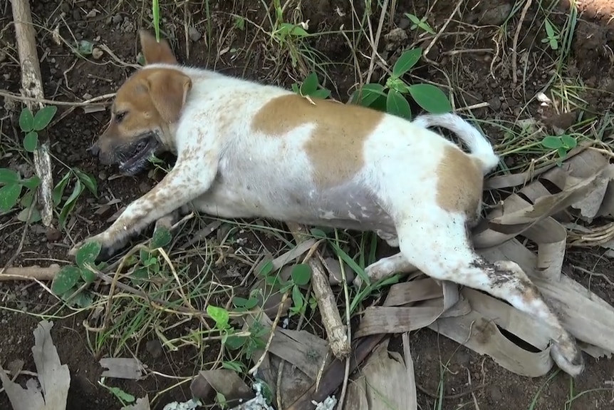 A dog lays dying after eating a laced piece of fish.