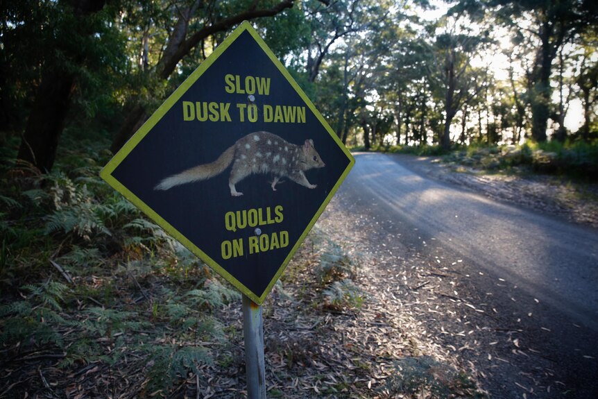 Sign next to a road urging people to slow down during dusk and dawn to protect eastern quolls