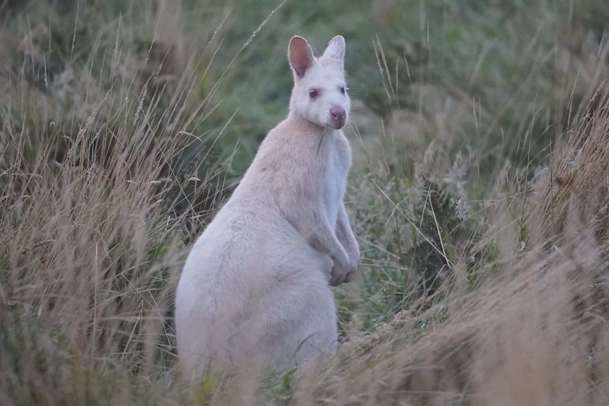 An albino wallaby in grassland