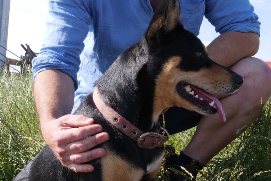 Close shot of a kelpie looking off to the right as its owner, crouched behind it, pats it gives it a pat