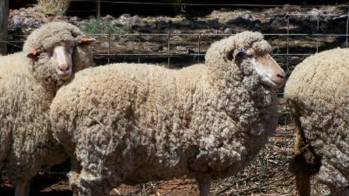 Three legs proves no barrier for Peggy the sheep - ABC News