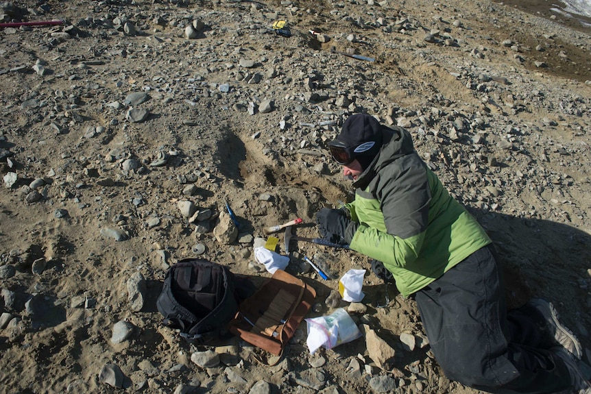 Excavation of a plesiosaur