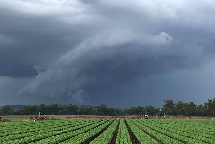 The storm passing over Richard's basil paddocks.