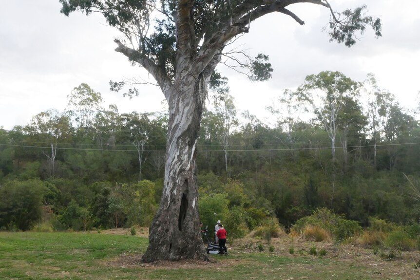 Gum tree at Shapcott Park at Ipswich, where two people are using a GPR scanner