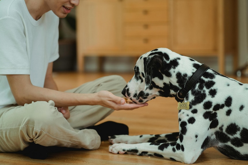 A man sits on a timber floor with a Dalmatian dog and hands over treat.