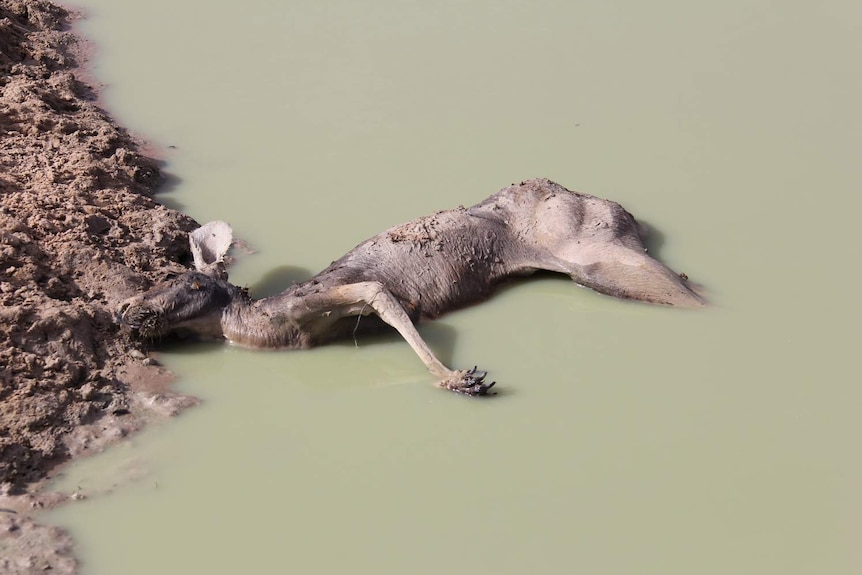 dead kangaroo in mud and shallow murky water