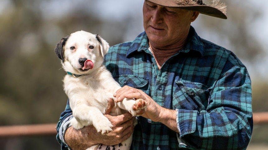 A small border collie puppy is being carried by a man in a blue shirt and brown cowboy hat