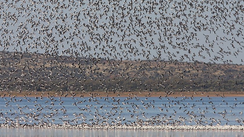 Taking flight at a salt lake on the Canning stock route in the Goldfields are migratory banded stilts