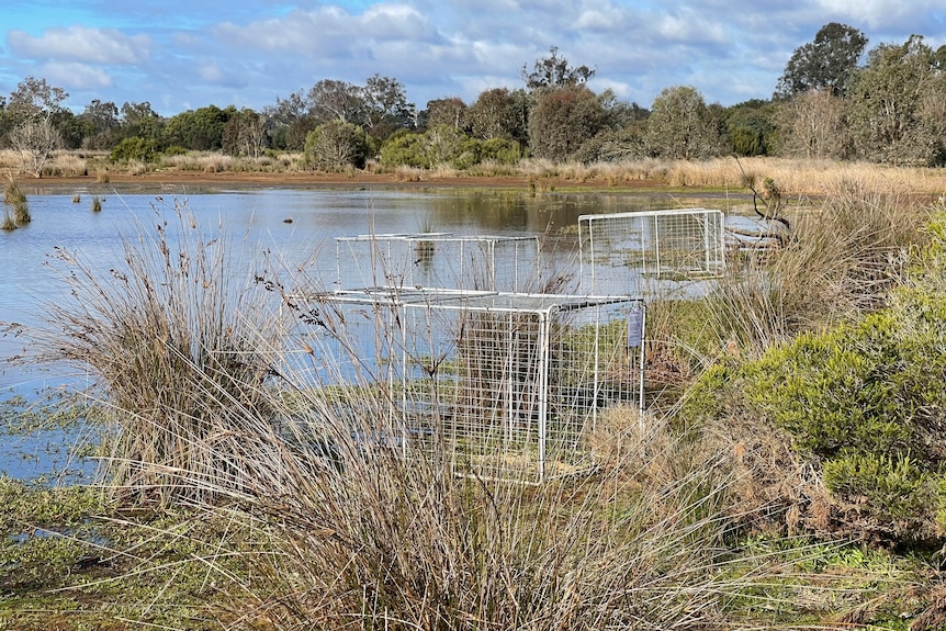 Three metal cages on the banks of a wetland.