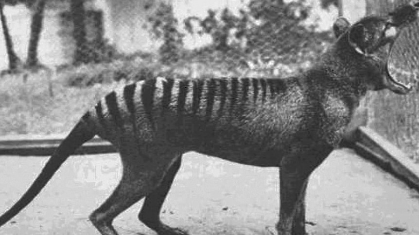 A Tasmanian tiger in a cage