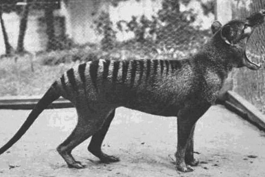 A Tasmanian tiger in a cage