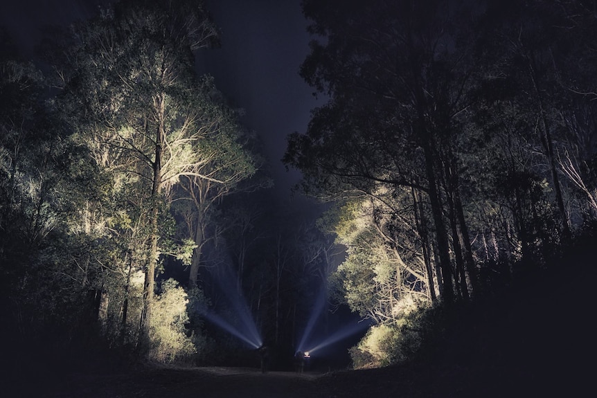 Flashlights point up at trees on a dark night in the forest