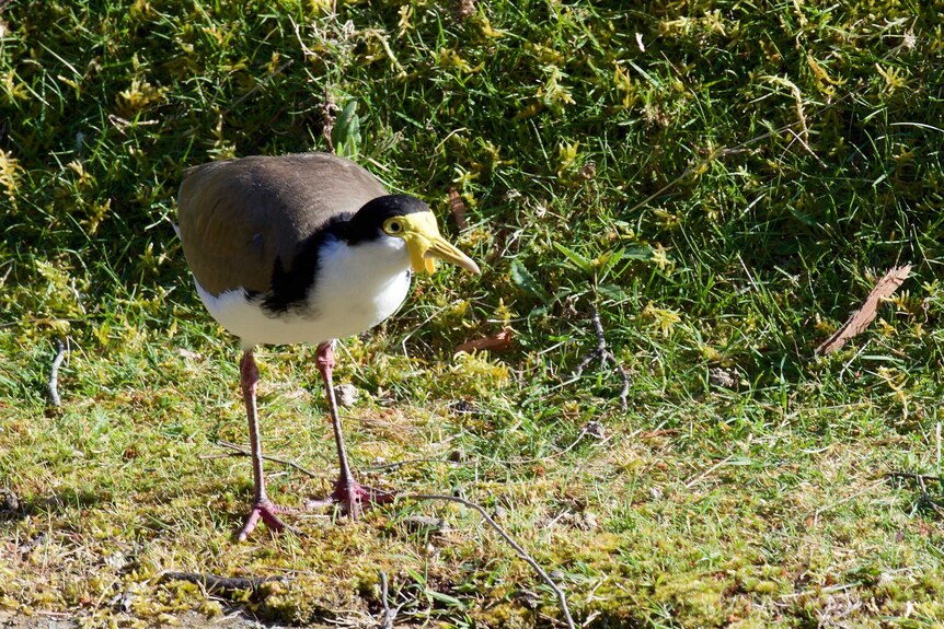 The masked Lapwing is omnipresent