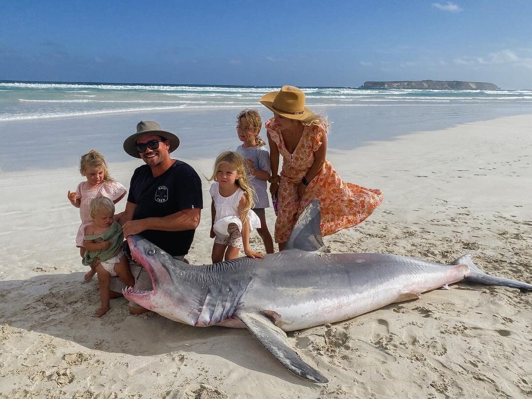 Endangered Mako Shark Washes Up On Eyre Peninsula's Coffin Bay Beach ...