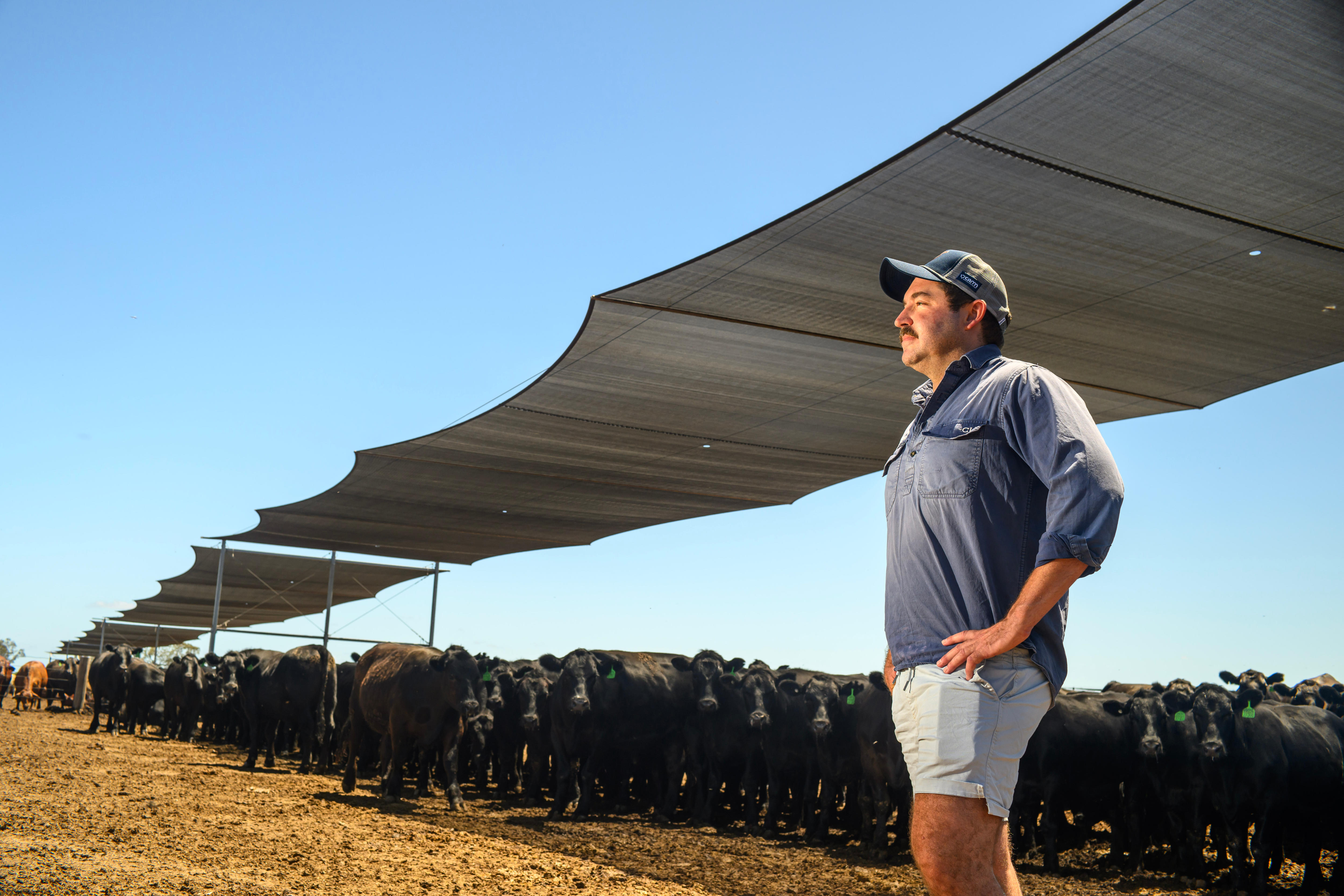Inside the push to shade 1.3 million feedlot animals