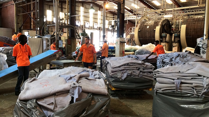 Workers prepare cattle hides for export.