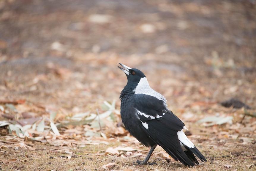 Black-backed magpie.