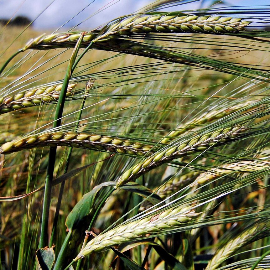 Barley in a field.