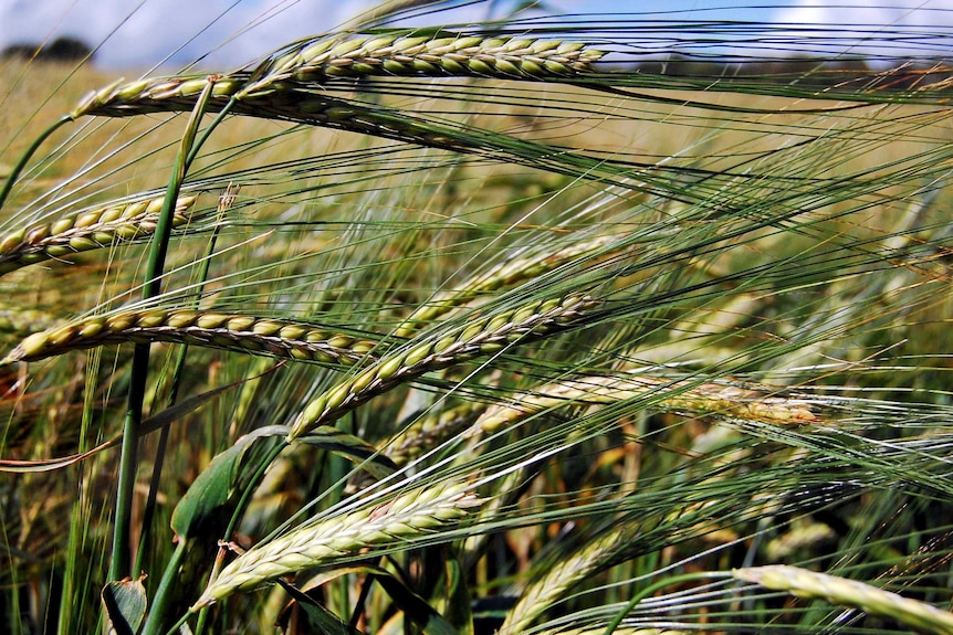 Barley in a field.