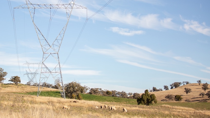 A transmission tower on a paddock with blue sky in the background and sheep on the right-hand side of it.