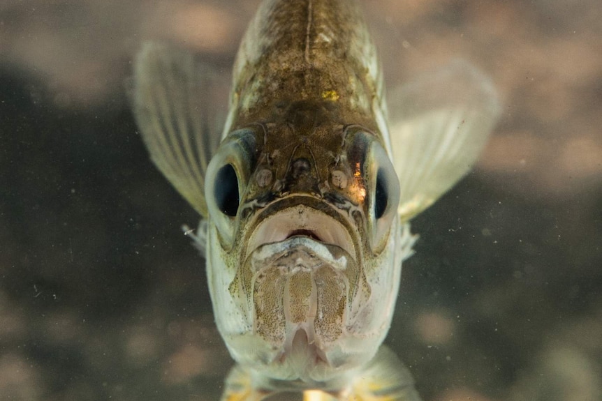 One of 20 new fish species discovered in Western Australia's Kimberley region.