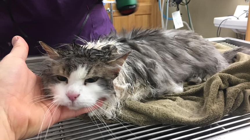 A damp cat has its head held up as someone warms it with a hair blow dryer in room at a vet surgery.