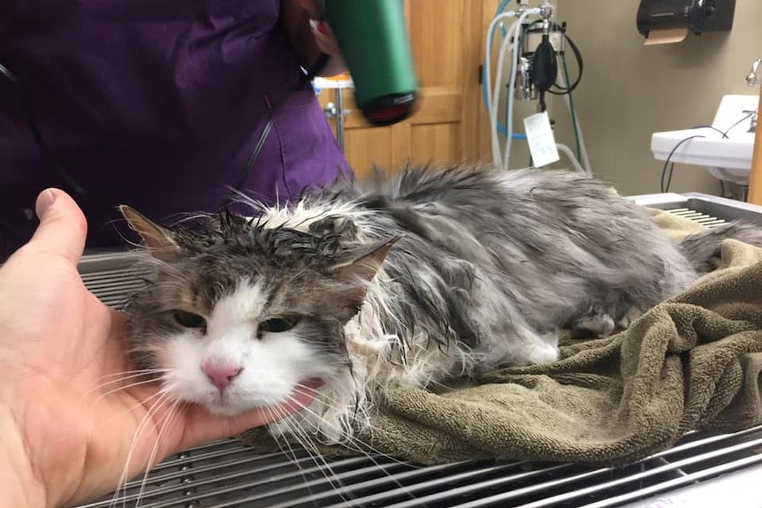 A damp cat has its head held up as someone warms it with a hair blow dryer in room at a vet surgery.