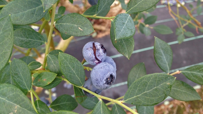 Blueberry fruit split open still hangs on plant.