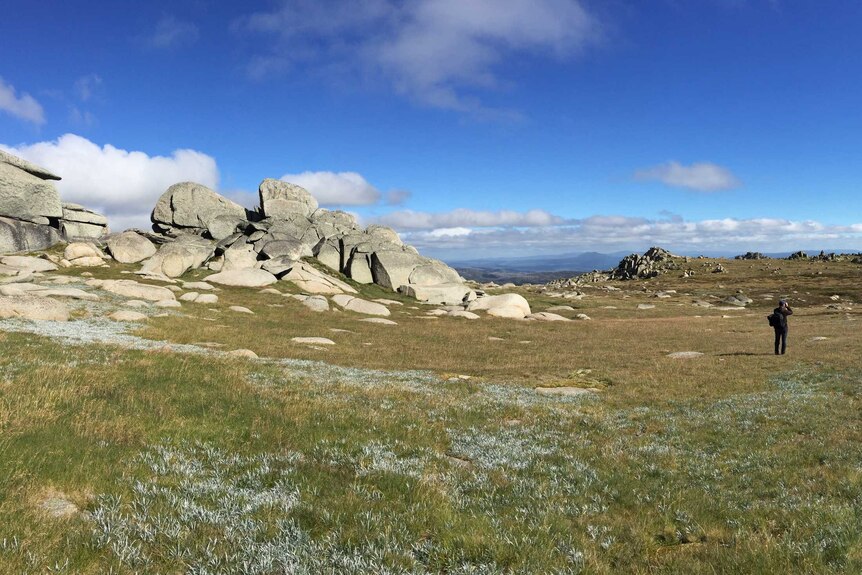 Alpine landscape of Kosciuszko with boulders and grass plains