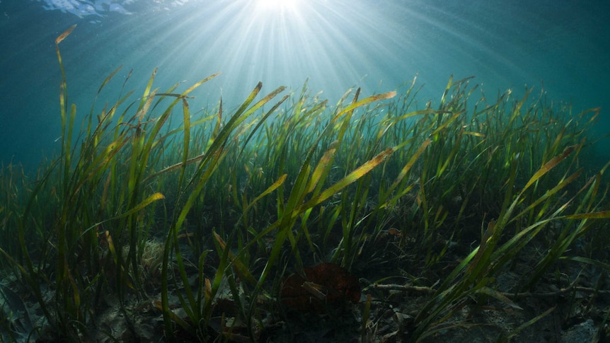 Seagrass fronds