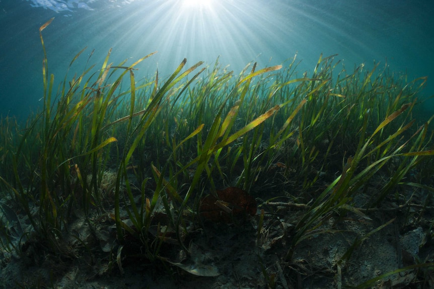 Seagrass fronds