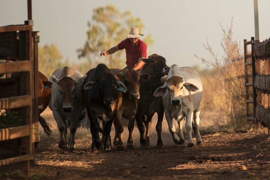 Person riding behind cattle through gates.