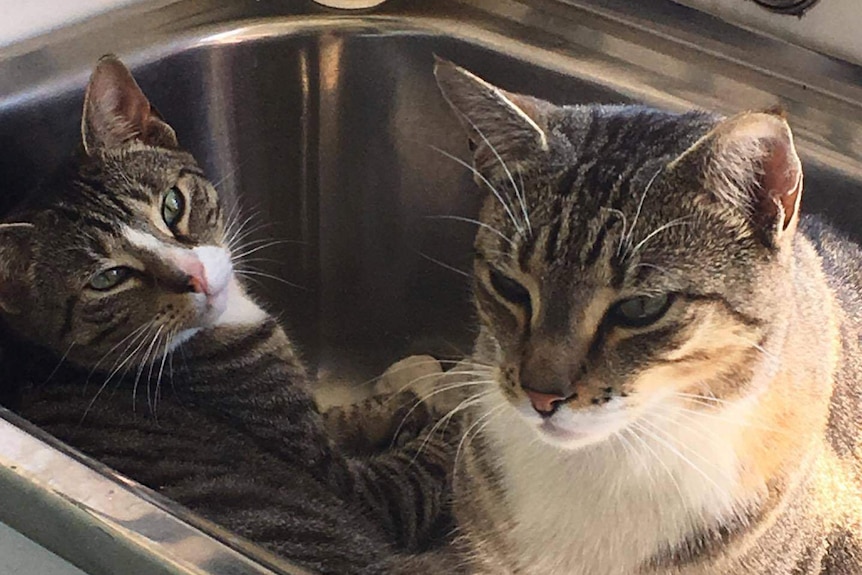 Two tabby cats sitting in a sink