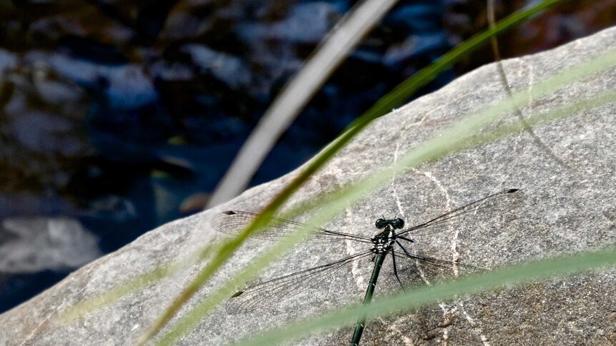 Dragonfly on a rock behind grass