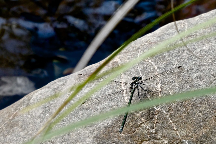 Dragonfly on a rock behind grass