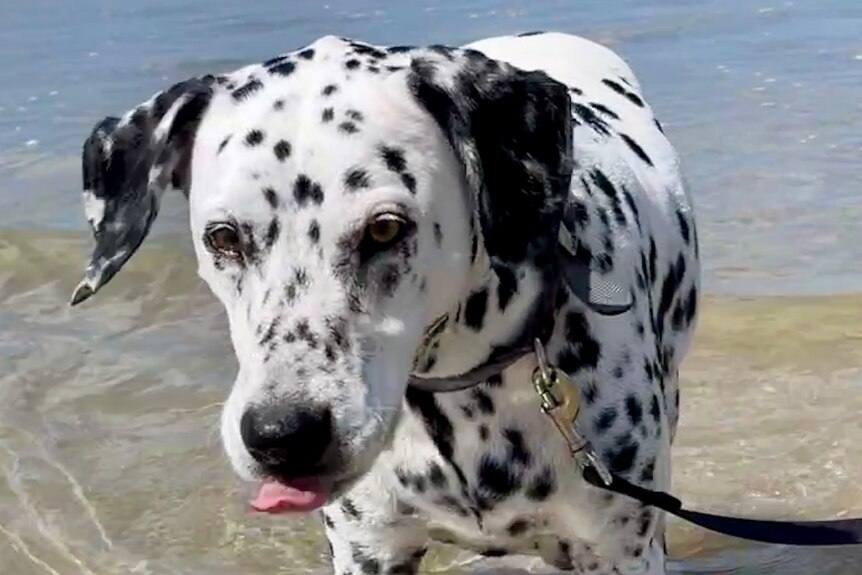 A dalmatian licks its nose while standing in shallow water