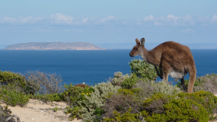 A kangaroo with low shrubs and ocean in the background.