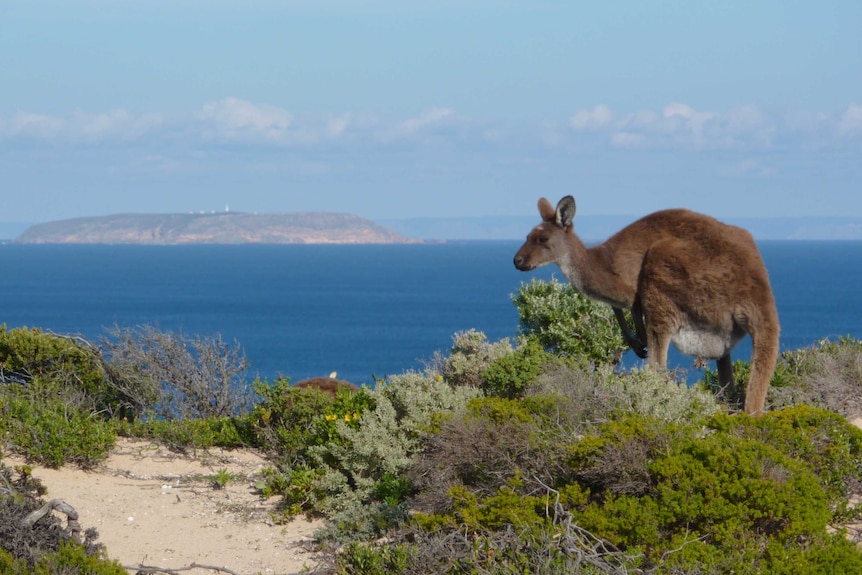 A kangaroo with low shrubs and ocean in the background.