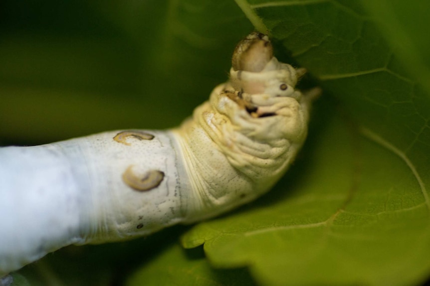 Close up of a silkworm on a leaf.