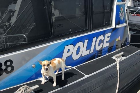 Charlie the pet Jack Russell standing on the police boat.