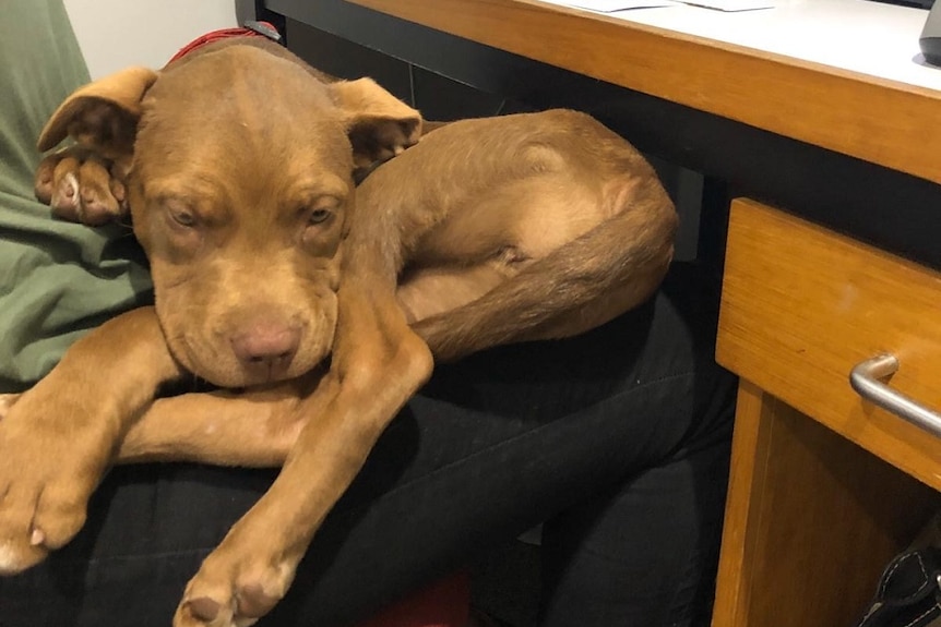 A brown puppy is sitting curled up on a woman's lap