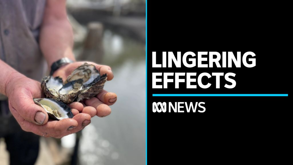 Oyster harvest threatened by Black Summer bushfire debris - ABC News