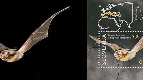 Composite photo of a bat flying through darkness and the same photo turned into a postage stamp.