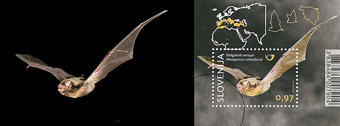 Composite photo of a bat flying through darkness and the same photo turned into a postage stamp.